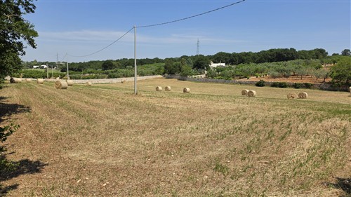 Terreno Agricolo e Ciliegeto a Castellana Grotte